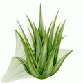 آلوئه ورا , صبر زرد , شاخ بزی , Aloe barbadensis,medicinal aloe